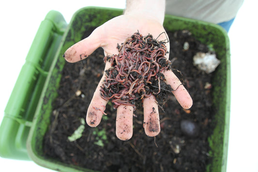 "Green Thumbs: Embracing the Wonders of Sustainable Gardening and Vermicomposting" Part 1