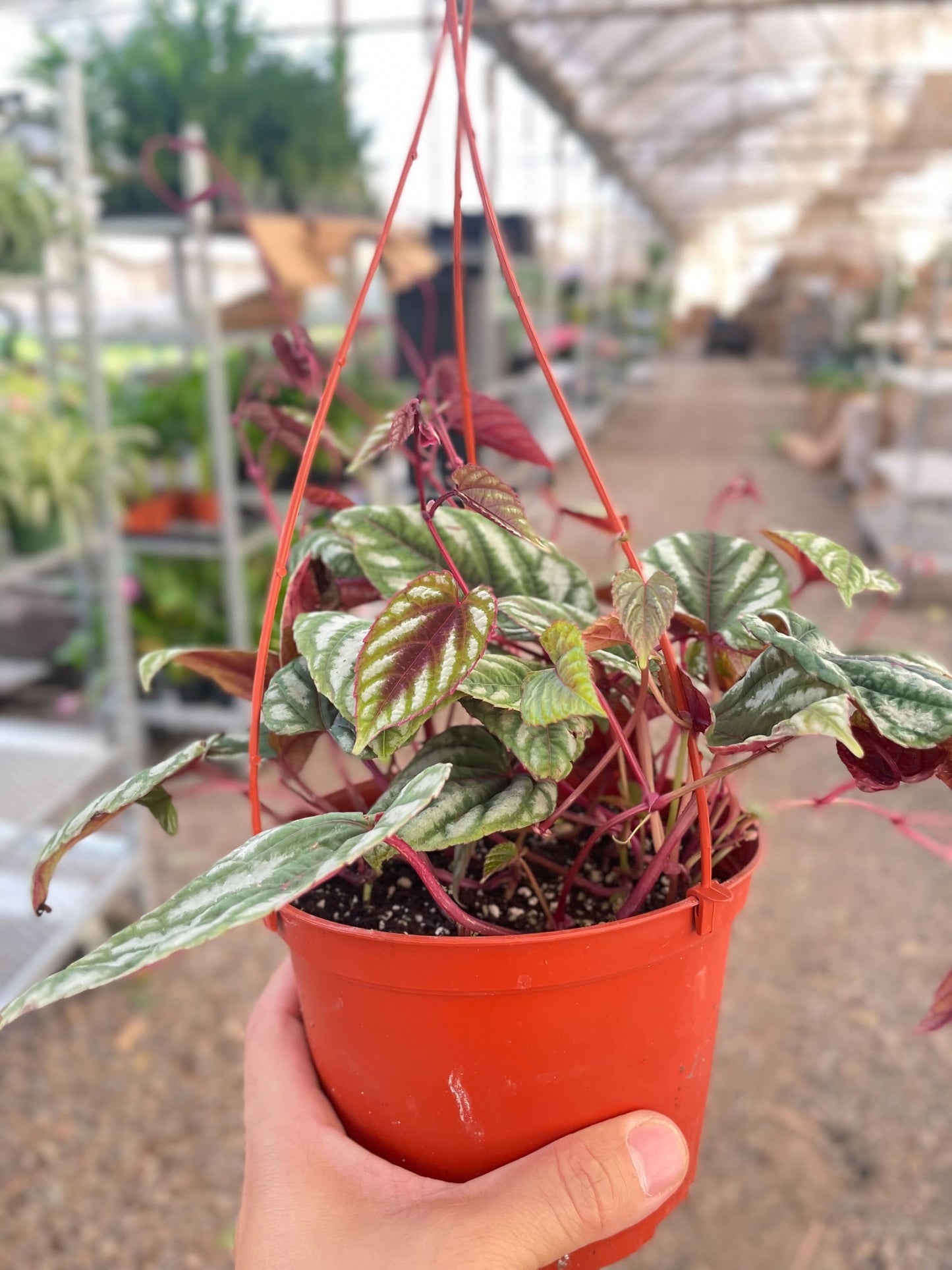 Begonia Rex Vine - 6" Pot