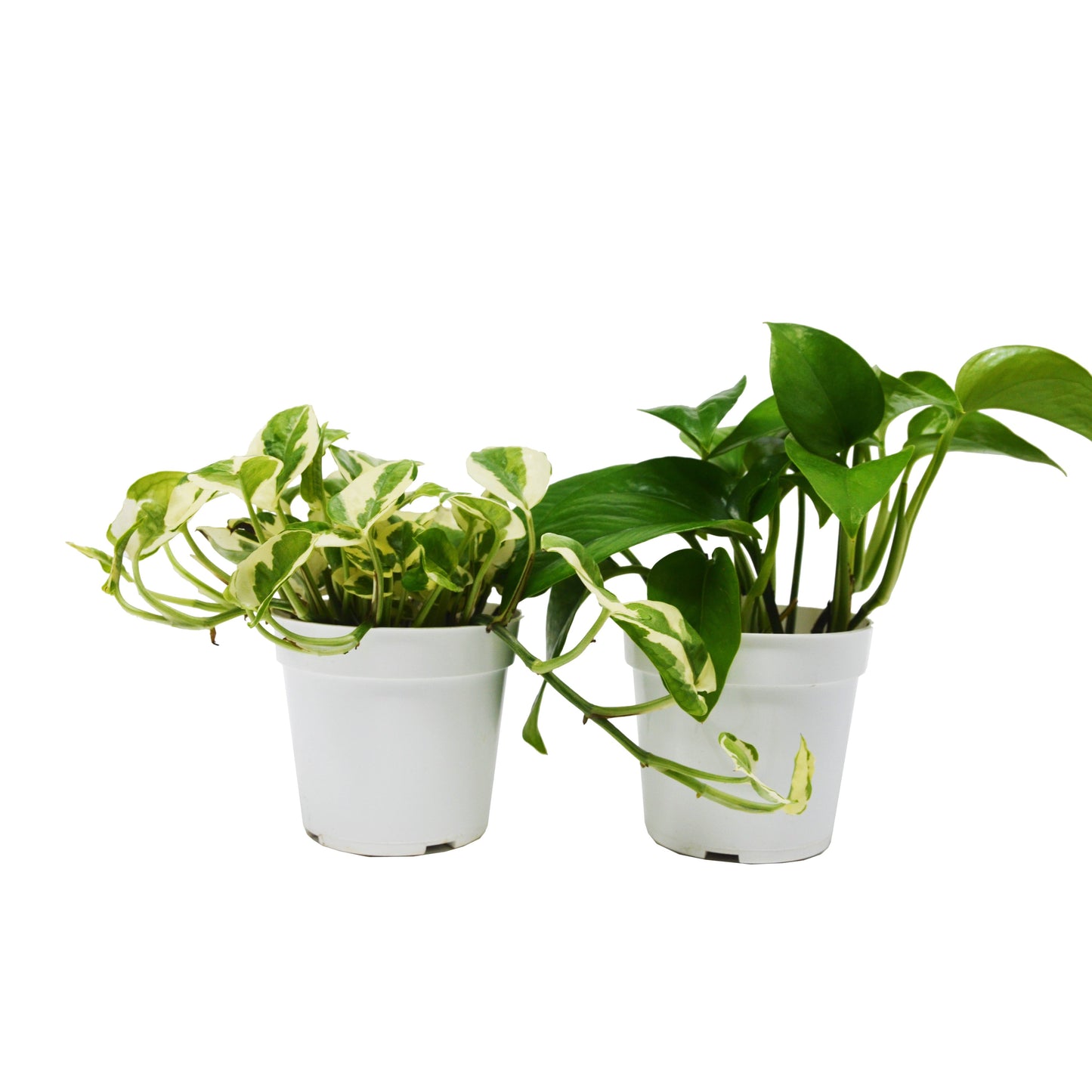 2 Pothos Variety Pack / 4" Pot / Live Plant / Home and Garden Plants