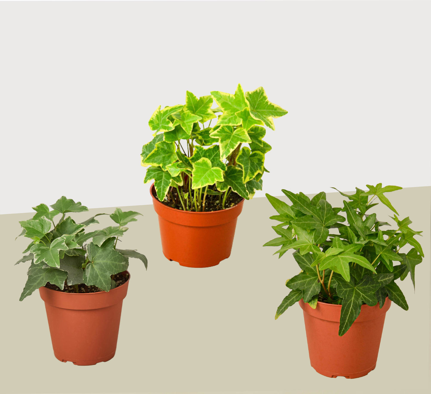 3 Different English Ivy Plants - 4" Pot - Live House Plant
