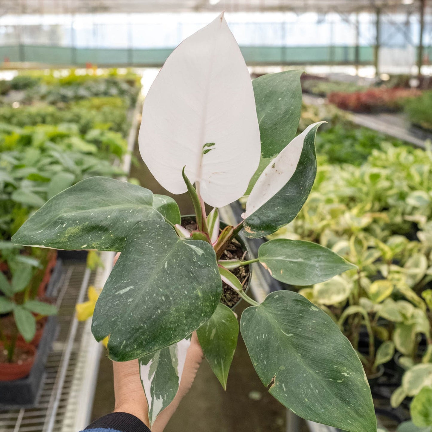 Philodendron 'White Princess'