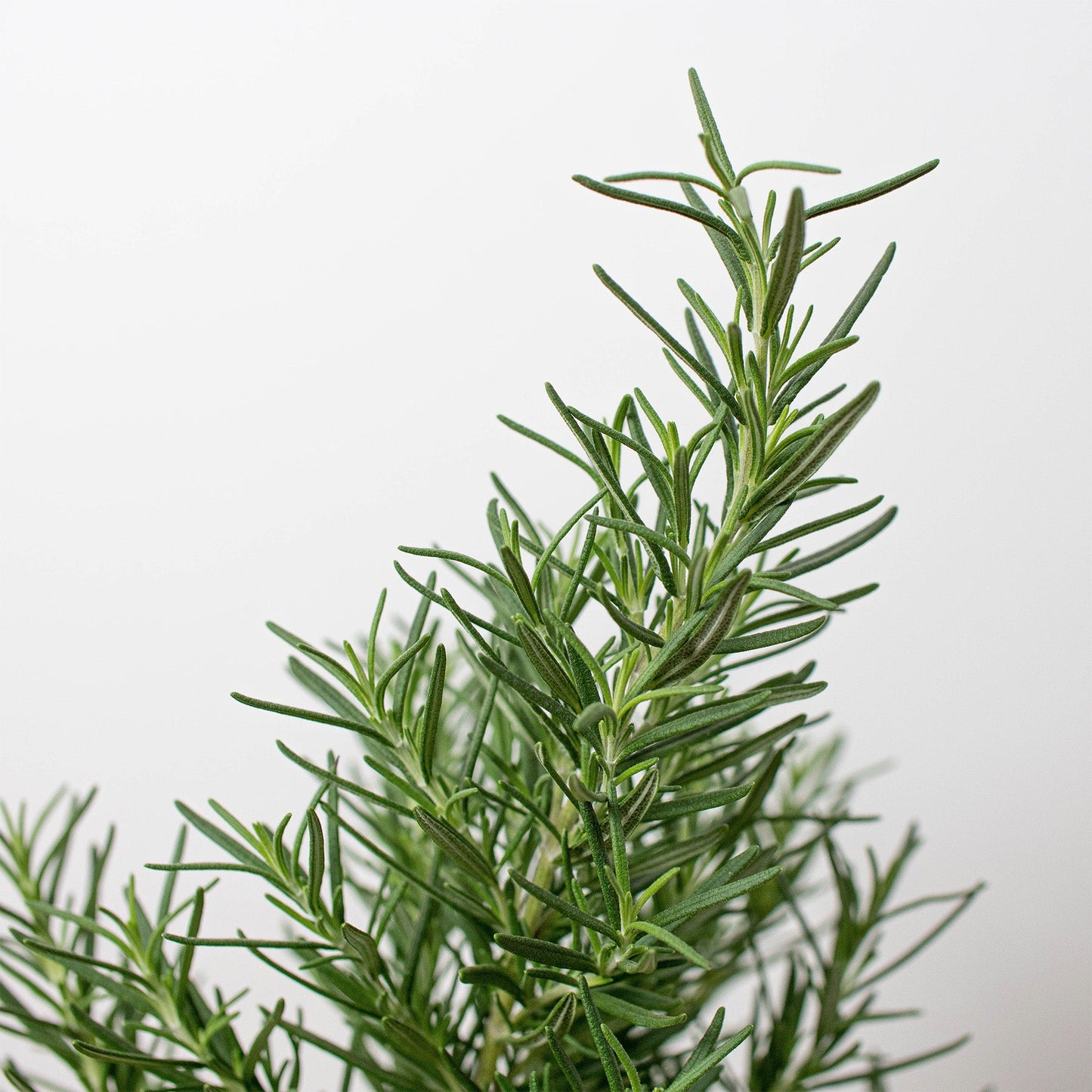 Rosemary Herb 'Tuscan Blue' - 4" Pot