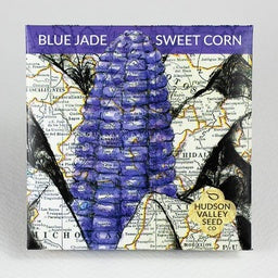 Blue Jade Dwarf Sweet Corn - Start a conversation with this interesting and tasty heirloom sweet corn