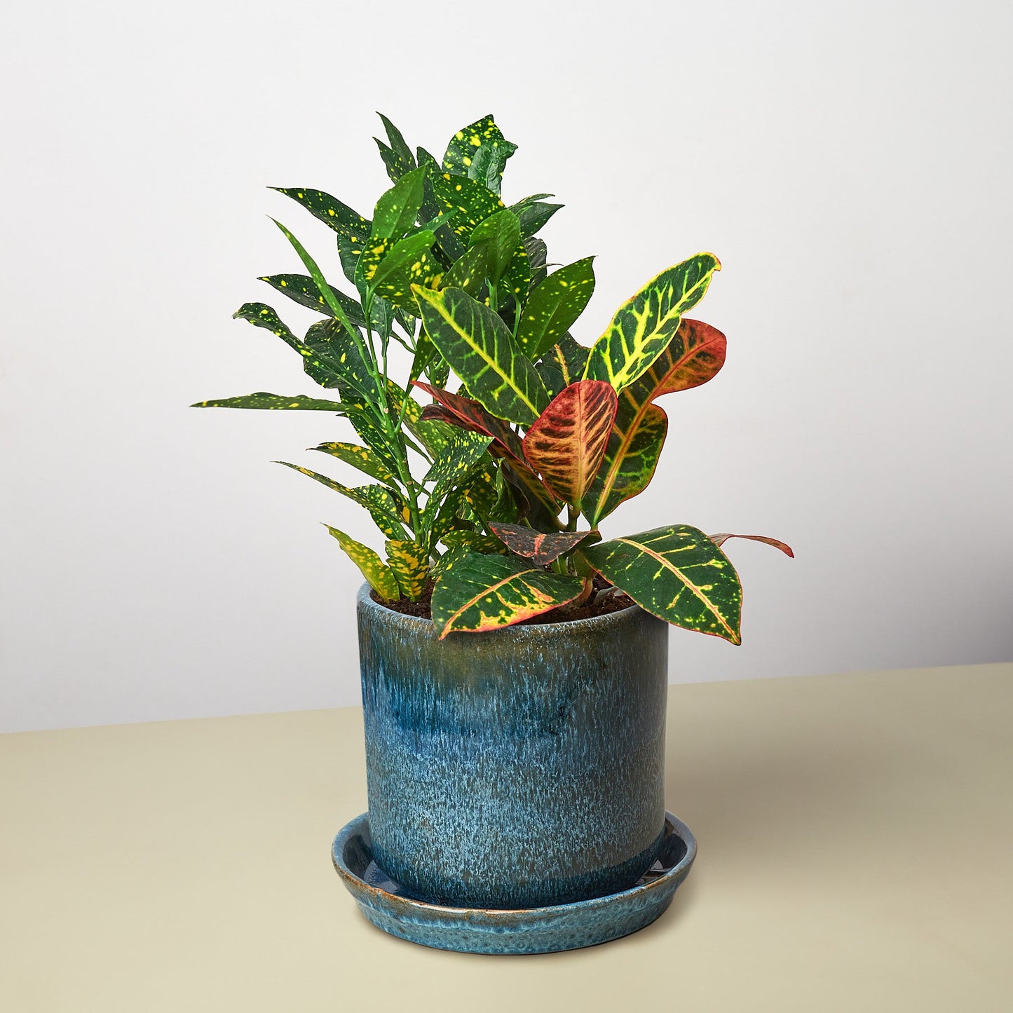 Pre-Potted Crotons Gift Arrangement
