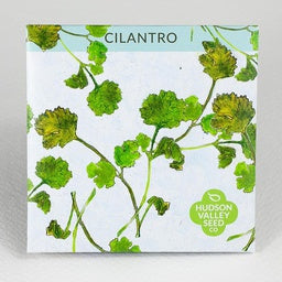 Cilantro - A refreshing herb used in dishes world wide