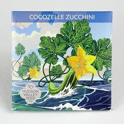 Cocozelle Zucchini - Captain of the Garden