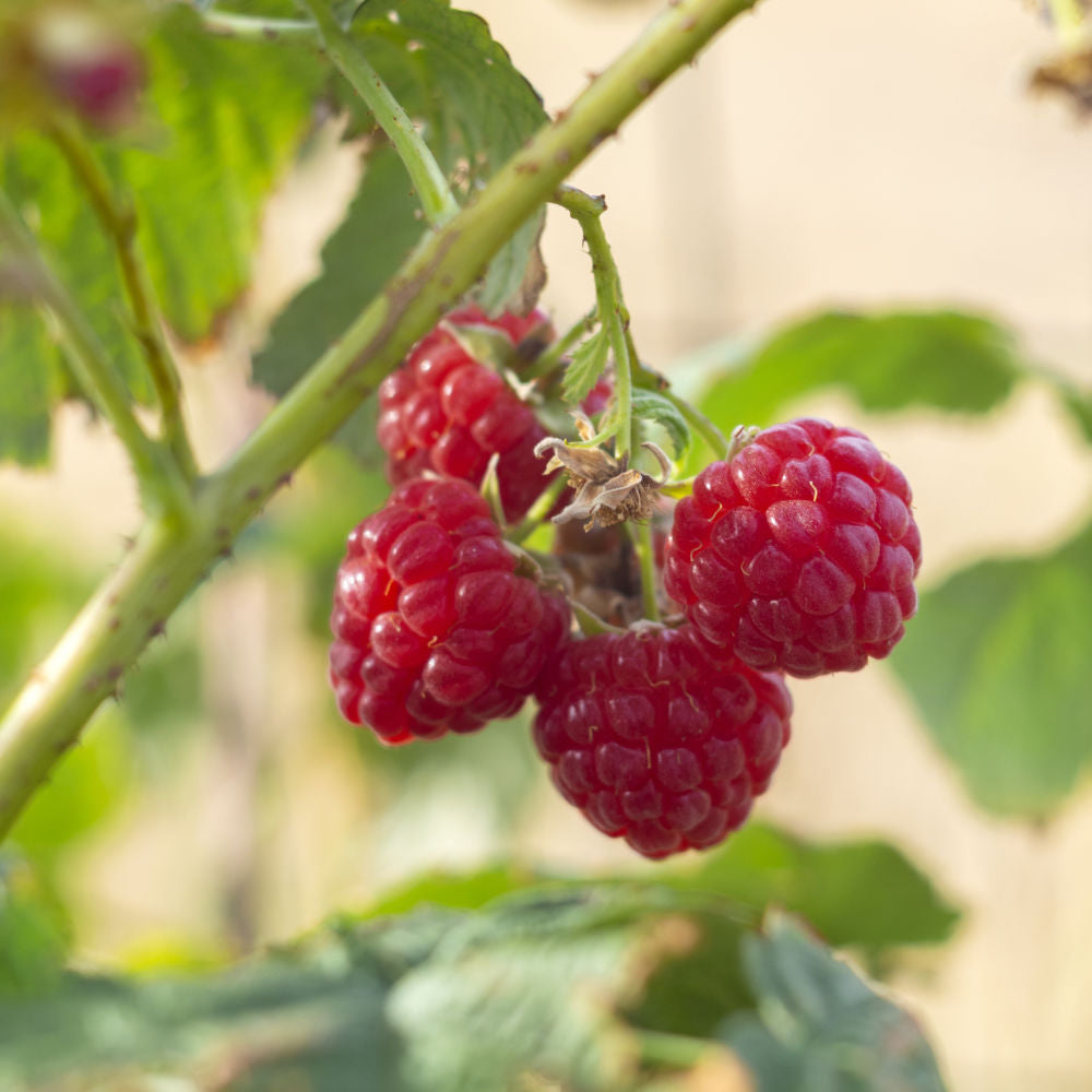 Red Raspberry 'Coho' | Fruit Shrub by Growing Home Farms