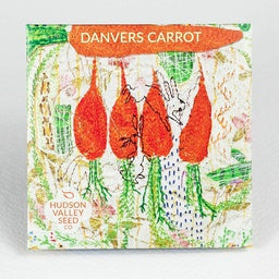 Danvers Carrot - The standard orange carrot for spring, summer and fall: blocky, reliable, and sweet