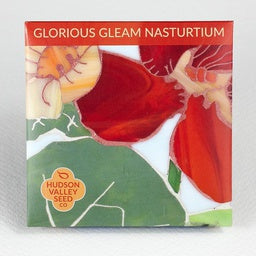 Glorious Gleam Nasturtium - Sparkling jewel hued edible flowers adorn 3-foot long trailing vines
