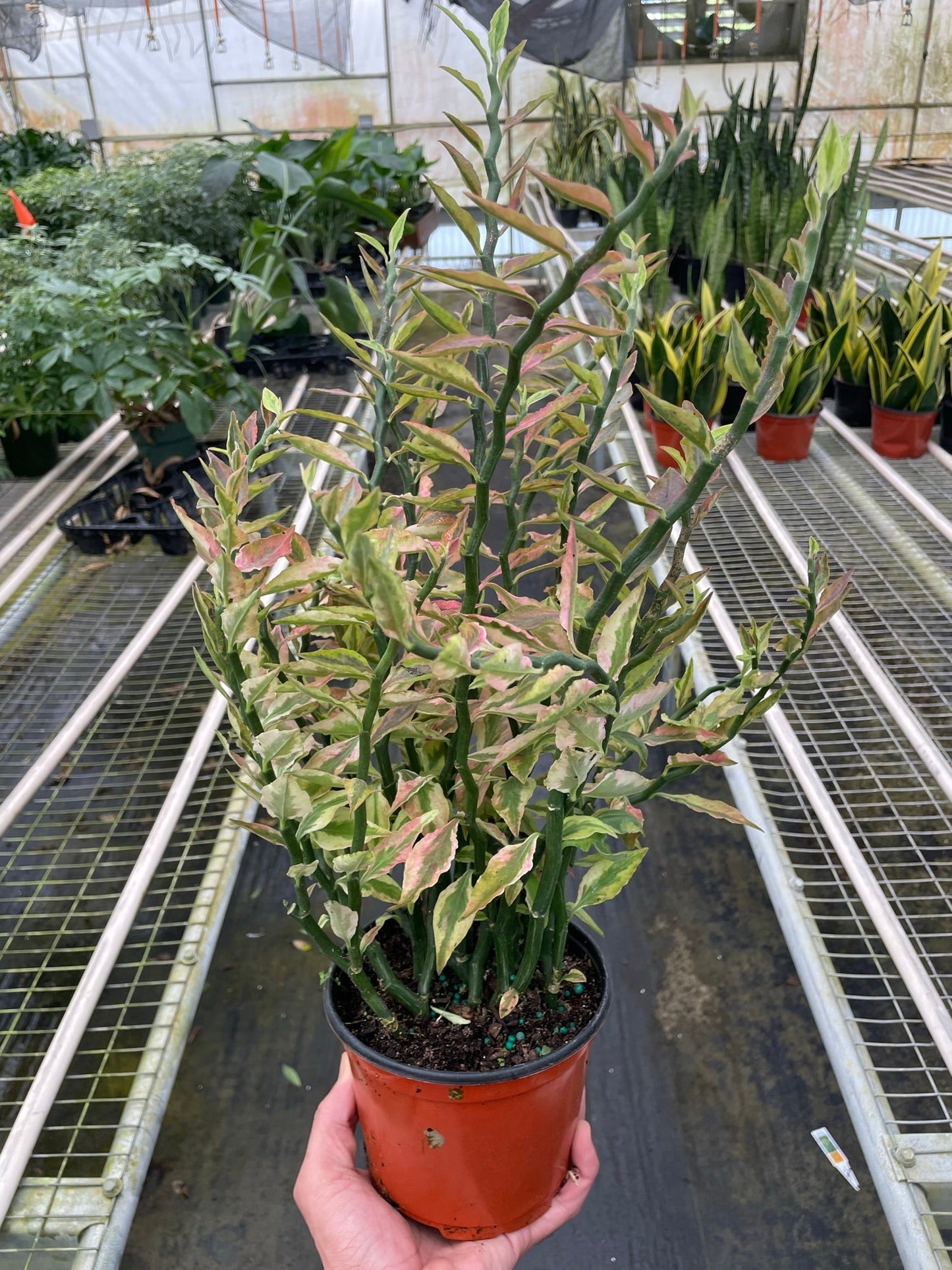 Variegated Devil's Backbone Euphorbia