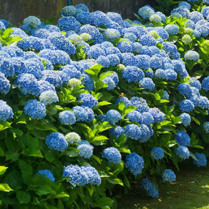 Nikko Blue Hydrangea | Shop Shrubs by Growing Home Farms