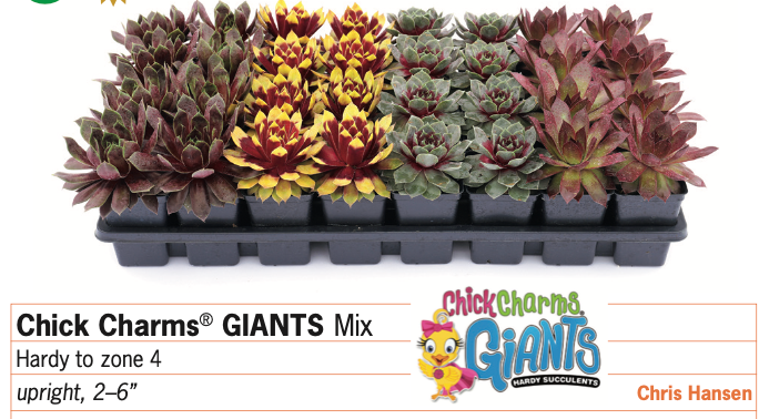Chick Charms GIANTS Mix