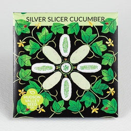 Silver Slicer Cucumber - Pale white, slender slicing cucumber. Bred by Cornell for powdery mildew resistance
