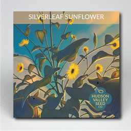 Silverleaf Sunflower Mix - Silver and gold blooms from the Gulf Coast