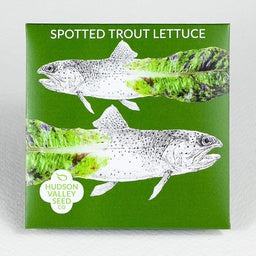 Spotted Trout Lettuce - A tender, sweet green romaine with red speckles