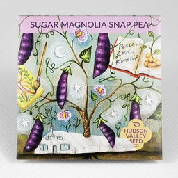 Sugar Magnolia Snap Pea - A most beautiful, unusual snap pea, with good, sweet flavor