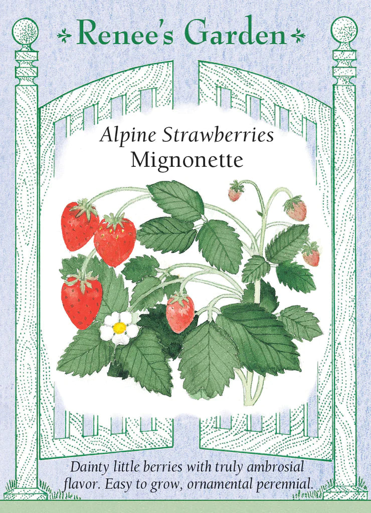 Alpine Strawberries Mignonette