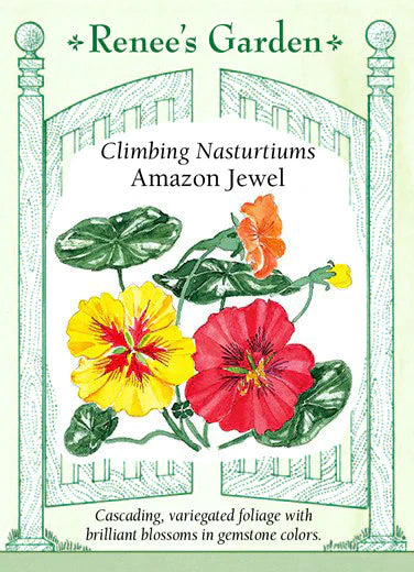 Climbing Nasturtiums Amazon Jewel