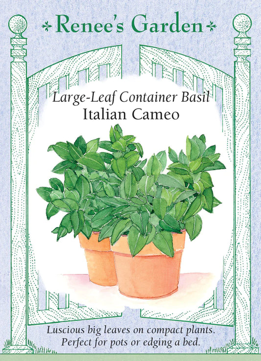 Large-Leaf Container Basil Italian Cameo