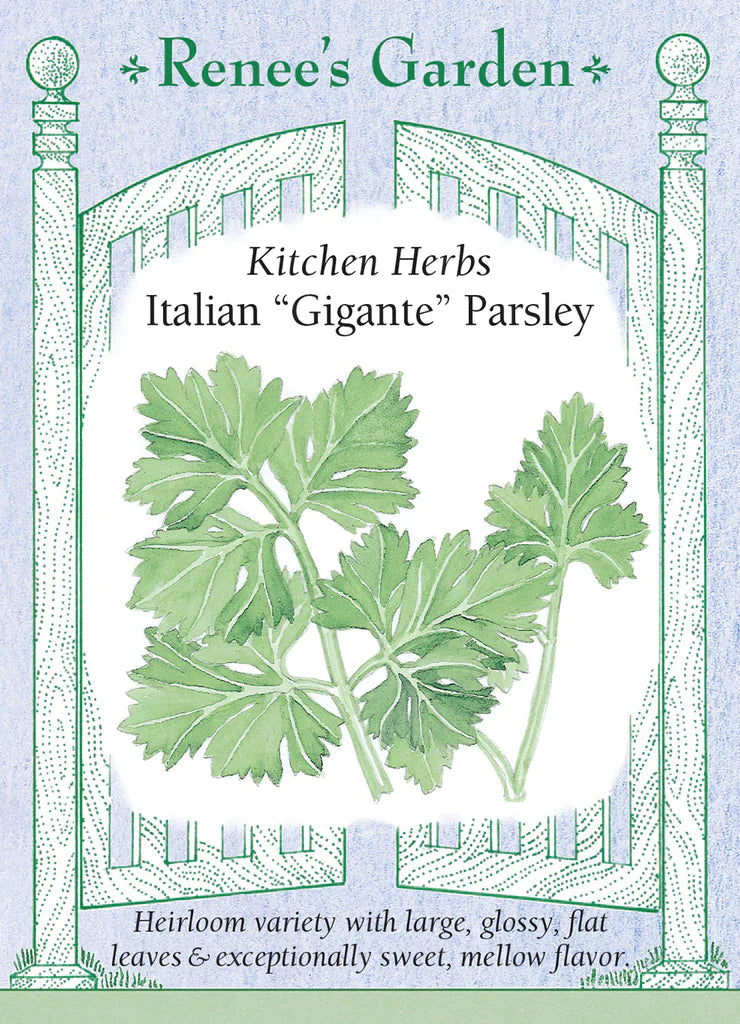 Kitchen Herbs Italian “Gigante” Parsley