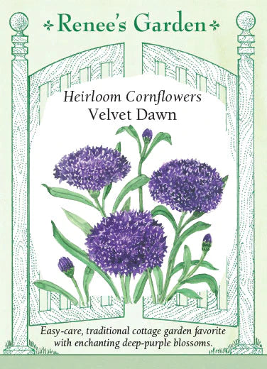 Heirloom Cornflowers Velvet Dawn