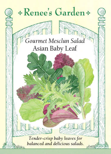 Gourmet Mesclun Salad Asian Baby Leaf