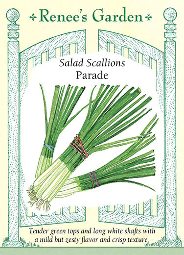 Salad Scallions Parade