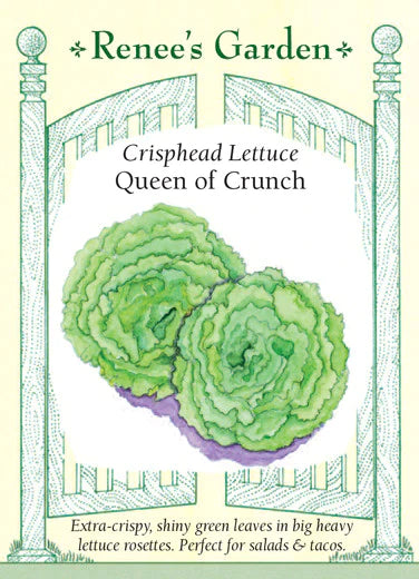 Crisphead Lettuce Queen of Crunch